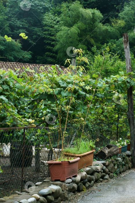 Скачать Сельская сцена: забор из металлической сетки, виноградник, здание со старой черепицей на крыше и горшки для растений на переднем плане фотосток Ozero