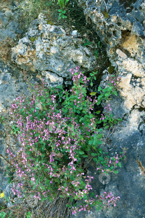 Скачать Фотография крупным планом полевых цветов, растущих на скалистом склоне горы фотосток Ozero