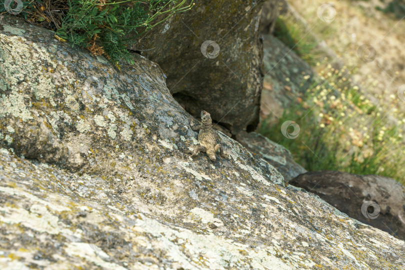 Скачать Кавказская агама на скале фотосток Ozero