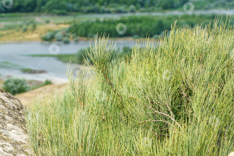 Скачать Вечнозеленый кустарник на фоне реки крупным планом фотосток Ozero