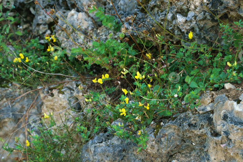 Скачать Фотография крупным планом полевых цветов, растущих на скалистом склоне горы фотосток Ozero