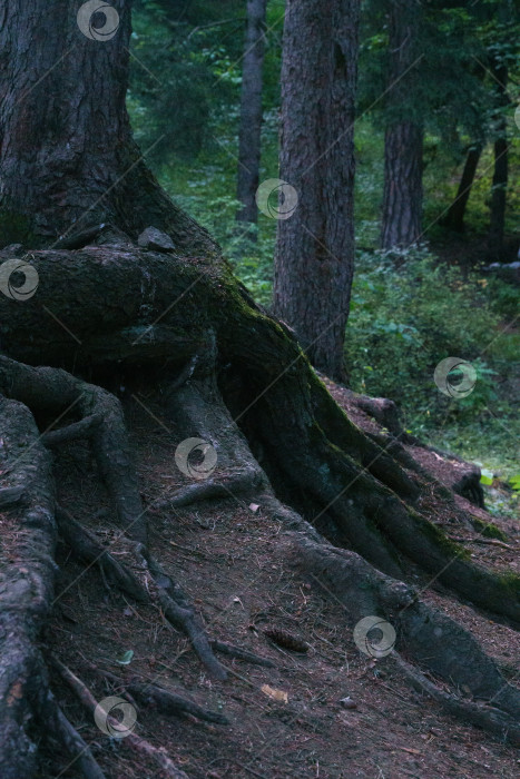 Скачать Лесной темный пейзаж. Корни деревьев во мху фотосток Ozero