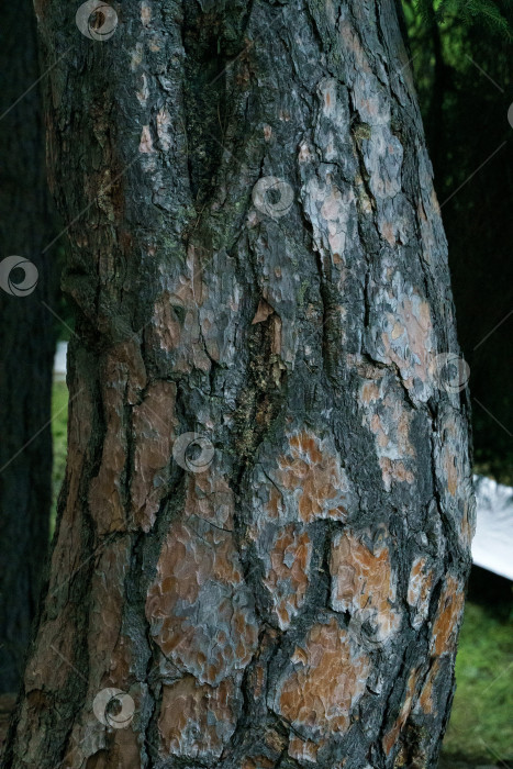 Скачать Ствол дерева в темном лесу крупным планом фотосток Ozero