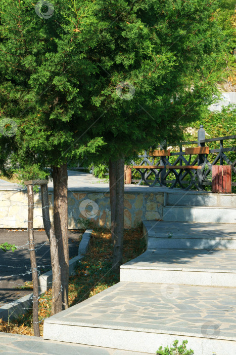 Скачать Выложенная плиткой лестница в парке ведет к деревянным парковым скамейкам мимо вечнозеленых деревьев, растущих поблизости. фотосток Ozero