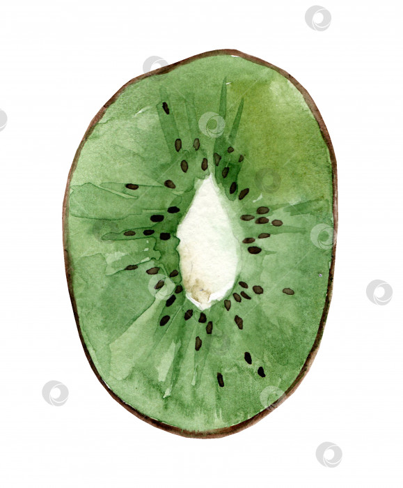 Скачать Свежий киви. Акварельная реалистичная рисованная иллюстрация свежих фруктов, выделенных на белом фоне. фотосток Ozero