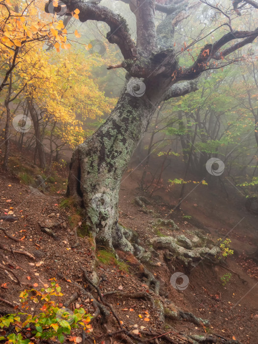 Скачать Ствол старого бука на склоне горы. фотосток Ozero