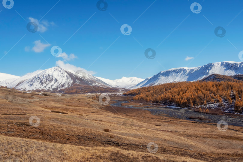 Скачать Осенняя долина с золотистыми лиственницами и бирюзовой рекой. фотосток Ozero