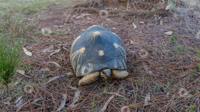 Скачать Красивая черепаха Astrochelys radiata, эндемик Мадагаскара. фотосток Ozero