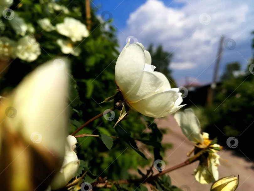 Скачать Белый шиповник фотосток Ozero