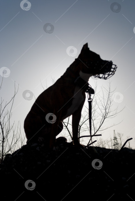 Скачать Сидящая собака на фоне неба. Силуэт фотосток Ozero