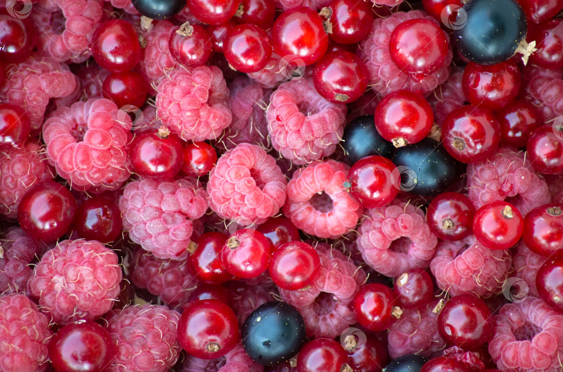 Скачать Разные ягоды (малина, красная смородина, ежевика). фотосток Ozero