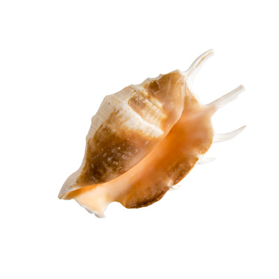 [object Object] undefined
