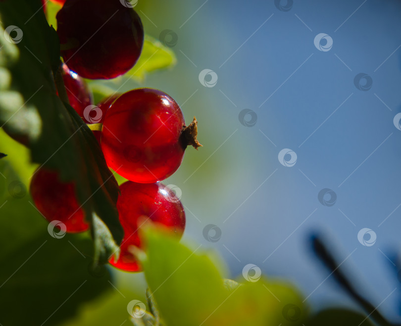 Скачать Ягоды красной смородины, освещенные лучами летнего солнца. фотосток Ozero
