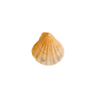 [object Object] undefined