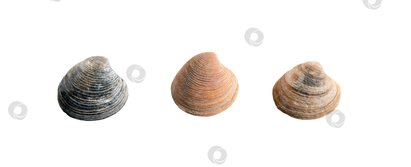 Скачать набор раковин моллюсков на прозрачном фоне фотосток Ozero
