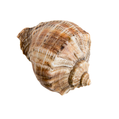 [object Object] undefined