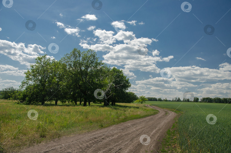 Скачать проселочная дорога. Поле, дорога, группа деревьев. фотосток Ozero