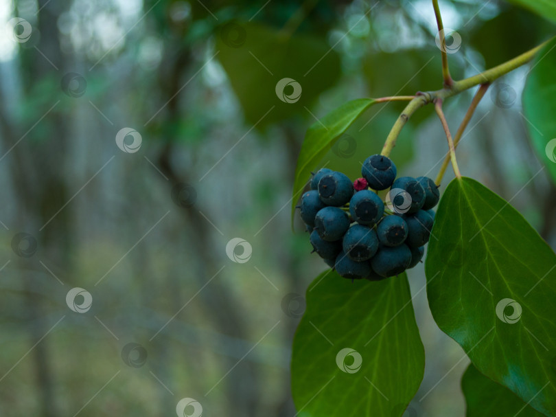 Скачать Плющ обыкновенный фотосток Ozero