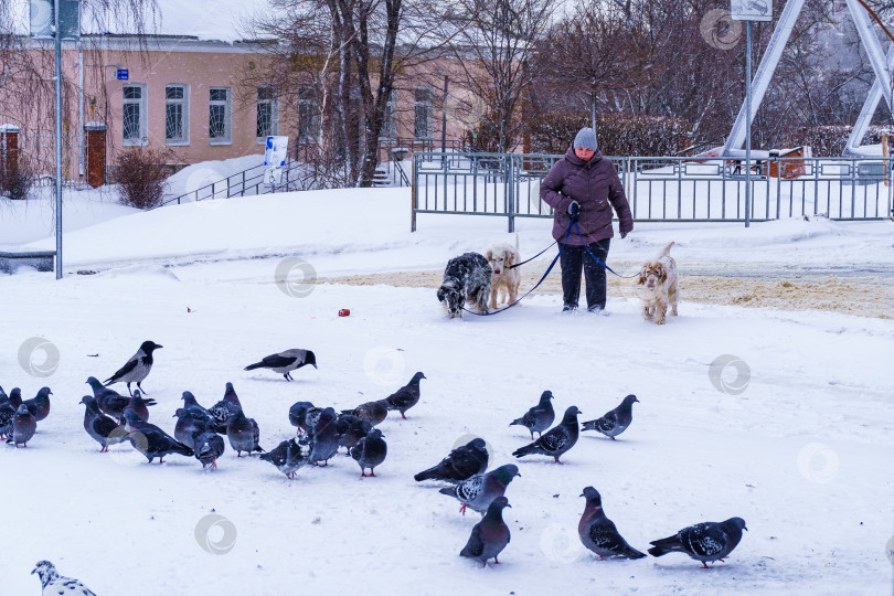 Скачать Собаки и стая птиц. Воронеж фотосток Ozero