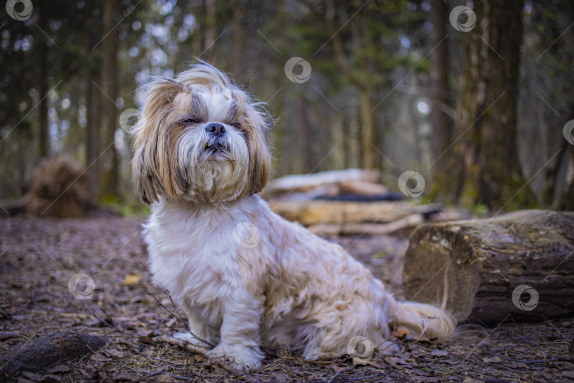 Скачать собака ши тцу гуляет фотосток Ozero