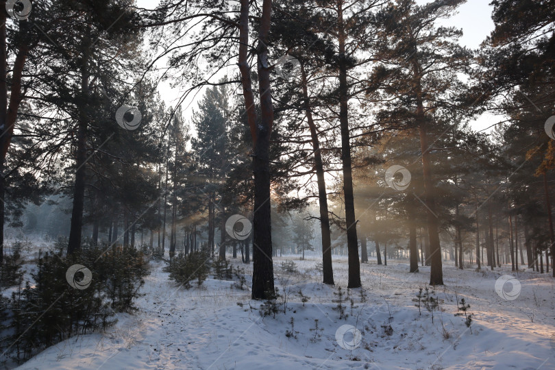 Скачать Зимний лес фотосток Ozero