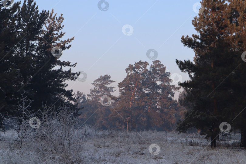 Скачать Сосновый лес на закате фотосток Ozero