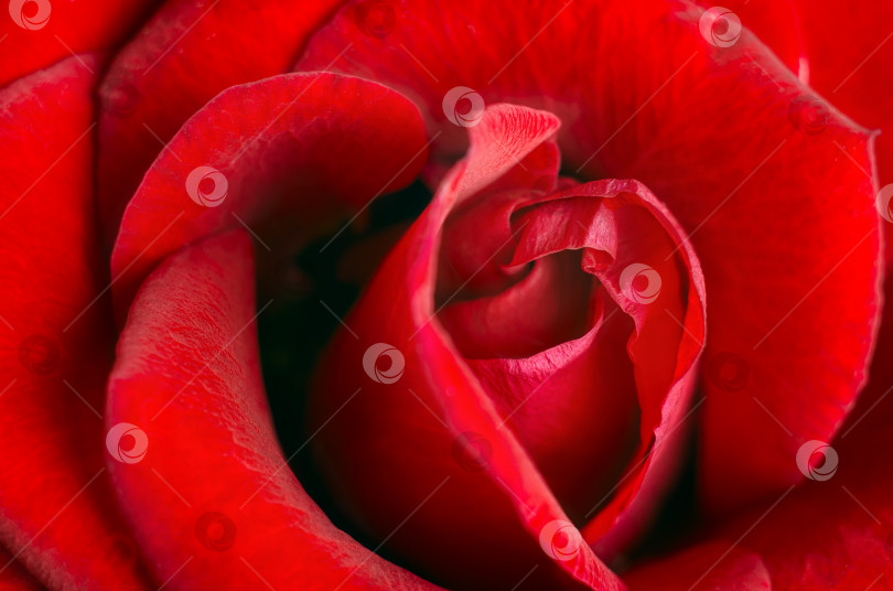 Скачать Макросъемка красной розы крупным планом фотосток Ozero
