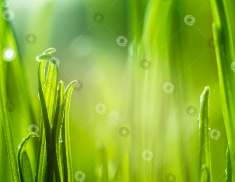 Скачать Зеленая трава. Небольшая глубина резкости. фотосток Ozero