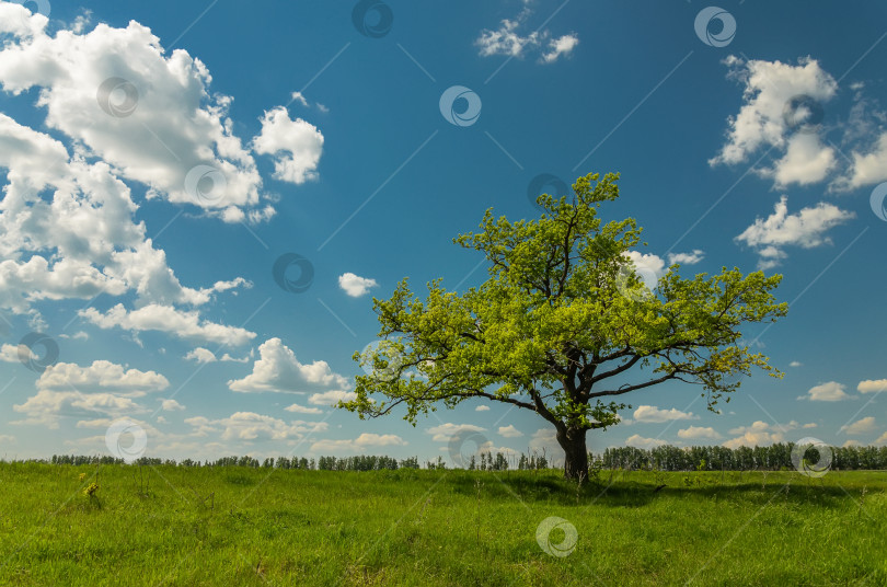 Скачать Поле и дерево на фоне голубого неба с облаками. фотосток Ozero