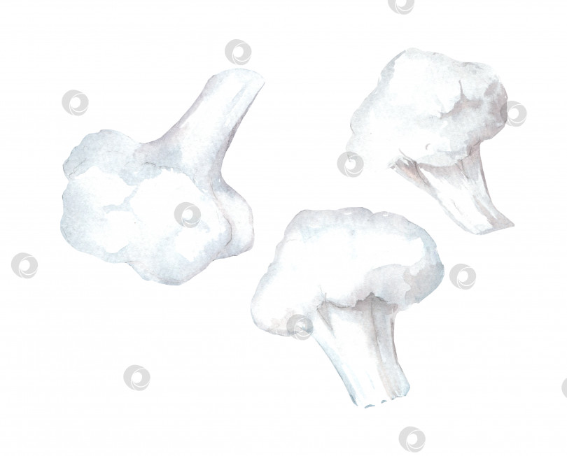 Скачать Органическая цветная капуста. Нарисованная от руки акварельная иллюстрация, выделенная на белом фоне фотосток Ozero