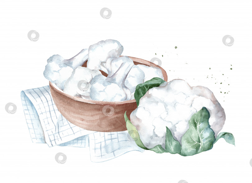 Скачать Выложите в миску свежую цветную капусту. Нарисованная от руки акварельная иллюстрация, выделенная на белом фоне фотосток Ozero