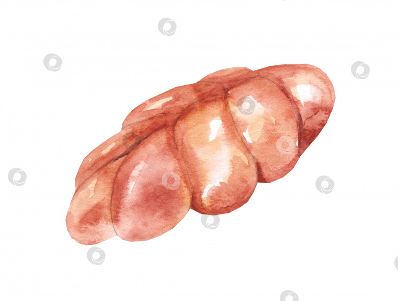Скачать Акварельная иллюстрация сладкой булочки, выделенной на белом фоне. Сельское хозяйство, хлебопекарня. Экологически чистое производство. фотосток Ozero