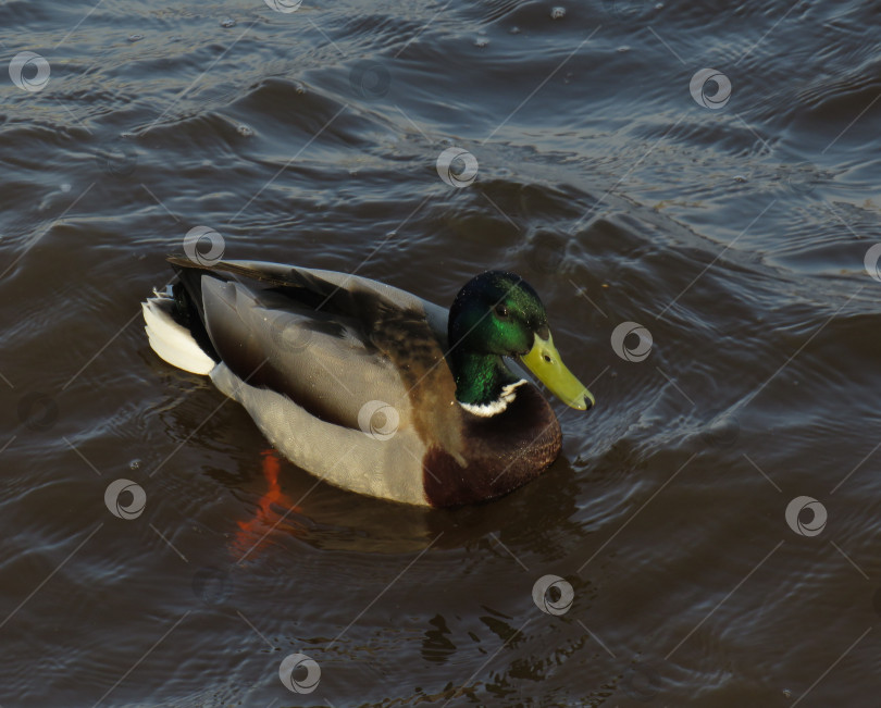 Скачать Селезень на воде фотосток Ozero