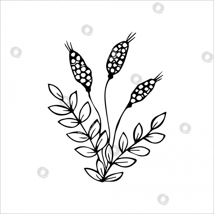 Скачать Нарисованный вручную цветок с одним элементом каракули для раскрашивания, черно-белое векторное изображение фотосток Ozero