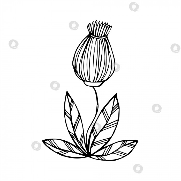 Скачать Нарисованный от руки цветок - отдельный элемент для раскрашивания, черно-белое векторное изображение фотосток Ozero