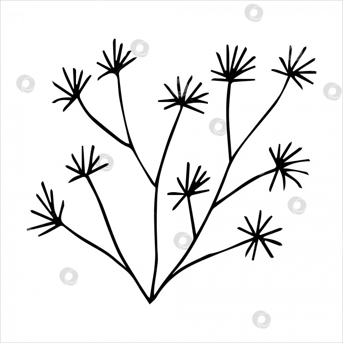 Скачать нарисованный вручную каракули с ботаническим цветочным элементом для концепции цветочного дизайна фотосток Ozero