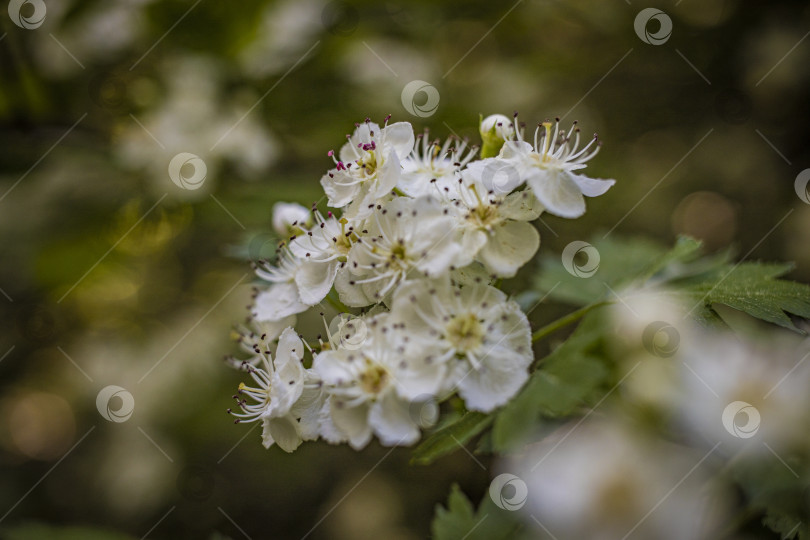 Скачать цветок боярышник фотосток Ozero