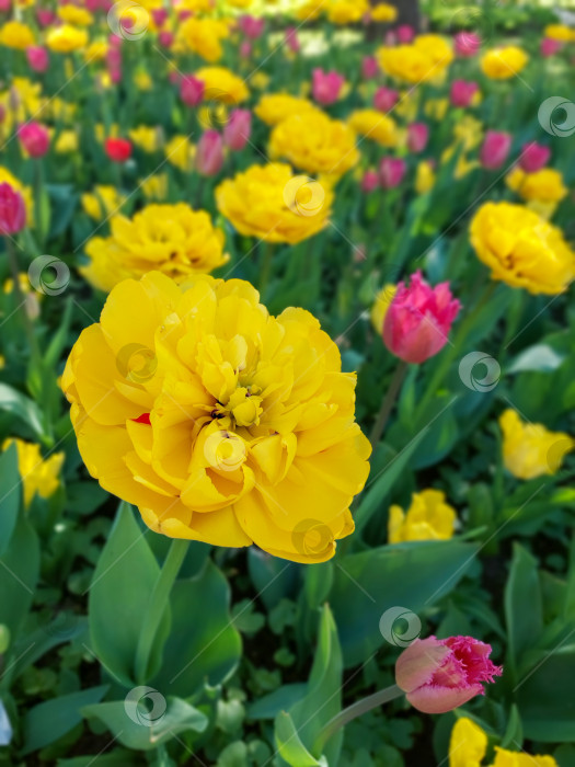 Скачать Желтые и розовые тюльпаны фотосток Ozero