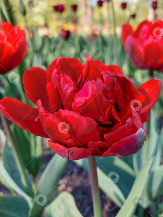 Скачать Красный махровый  тюльпан фотосток Ozero
