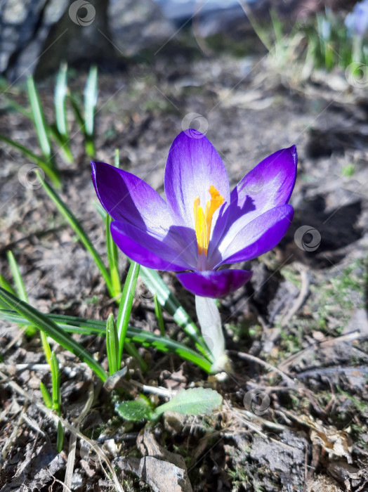 Скачать Цветение Крокуса фотосток Ozero