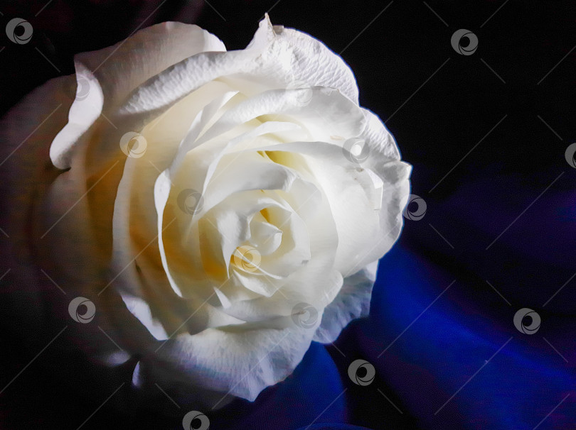 Скачать Белая роза крупно фотосток Ozero