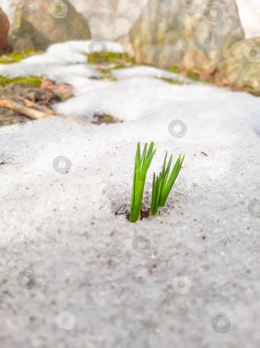 Скачать Весенние первоцветы фотосток Ozero