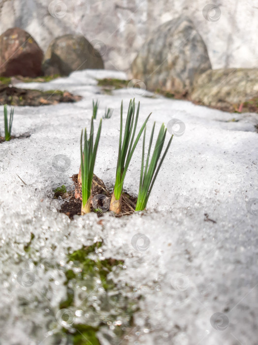 Скачать Весенние цветы фотосток Ozero