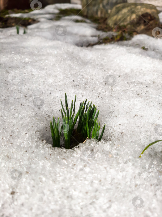 Скачать Крокусы в снеге фотосток Ozero