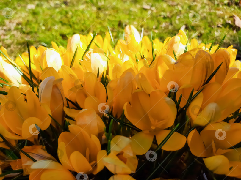Скачать Желтые крокусы фотосток Ozero