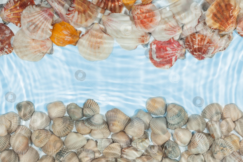 Скачать Морские ракушки под водой фотосток Ozero