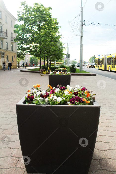 Скачать Клумба с фиалками на клумбе в городе. Озеленение городов и парков фотосток Ozero