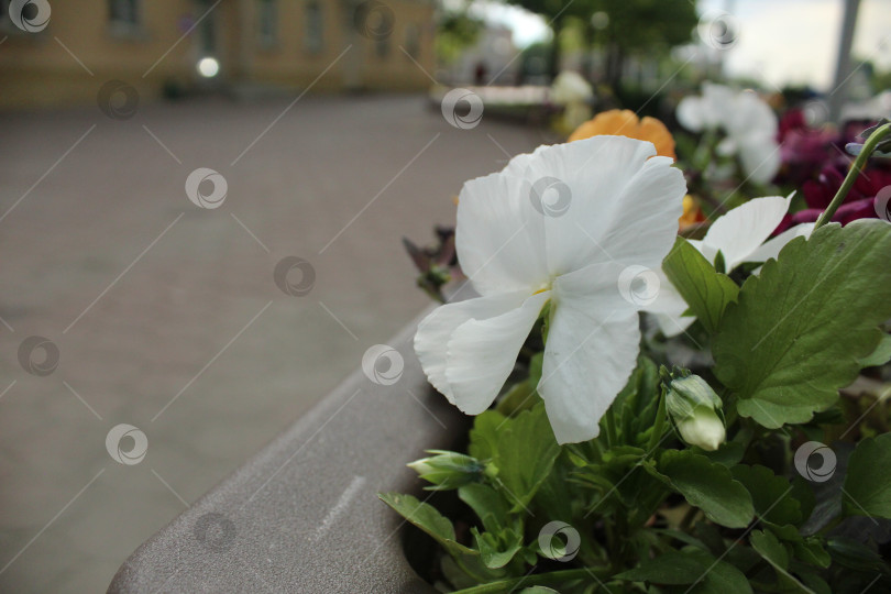 Скачать Цветы на клумбе в городе. Озеленение, украшение городов. Экология фотосток Ozero