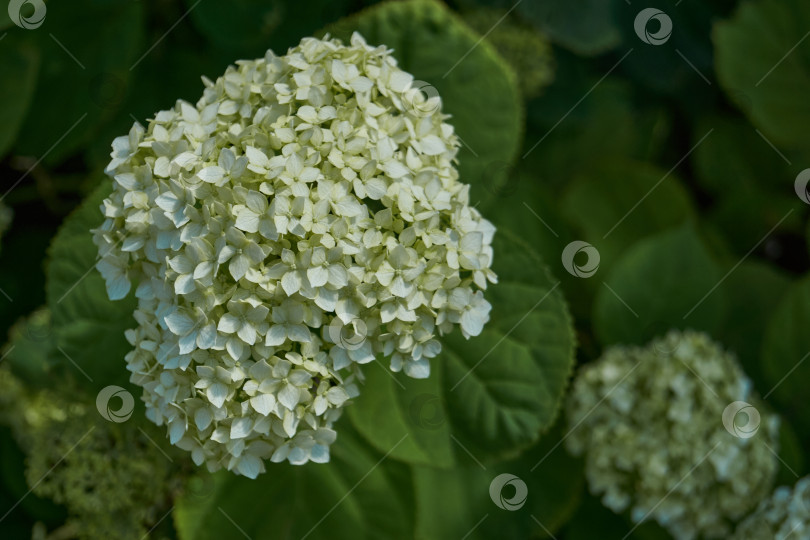 Скачать Соцветие гортензии (лат. Hydrangea). фотосток Ozero