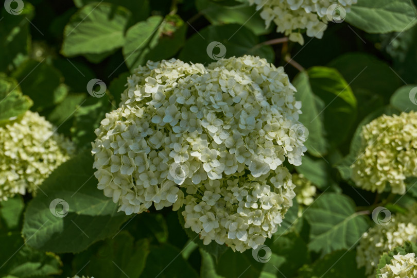 Скачать Соцветие гортензии (лат. Hydrangea). фотосток Ozero